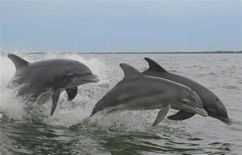 Delfines delante de Tossa de Mar, Costa Brava